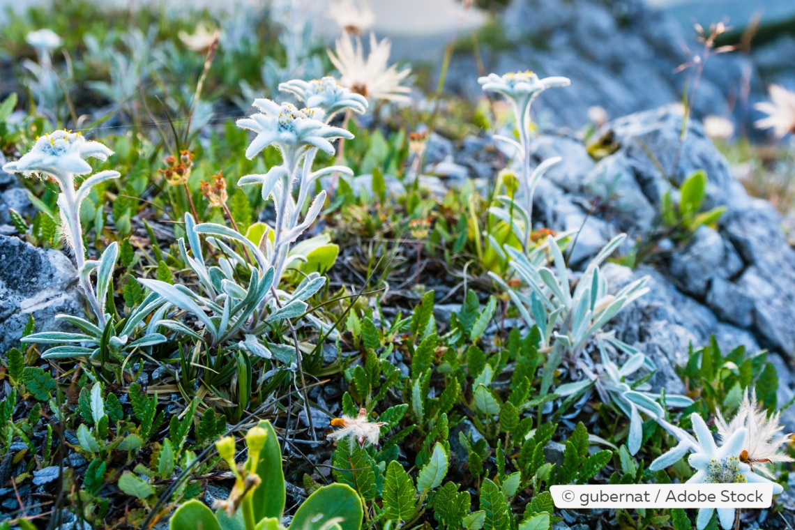 Alpen-Edelweiss (Leontopodium nivale ssp. alpinum)