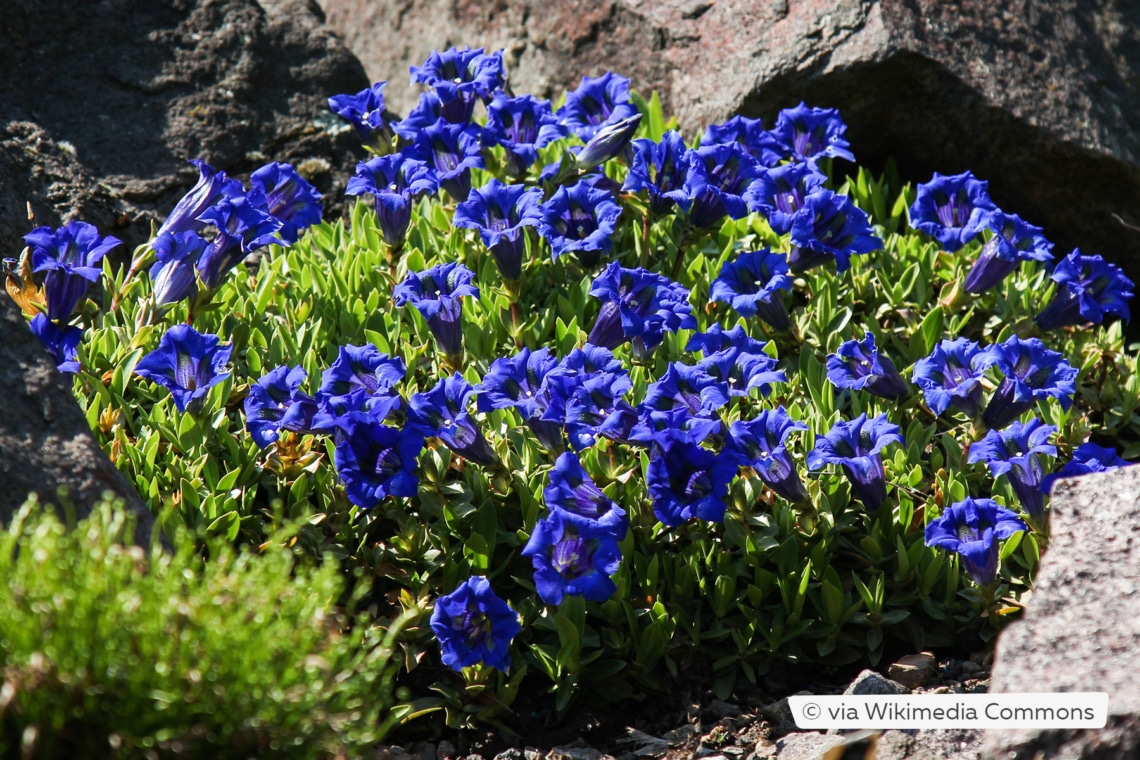 Alpenenzian (Gentiana acaulis)