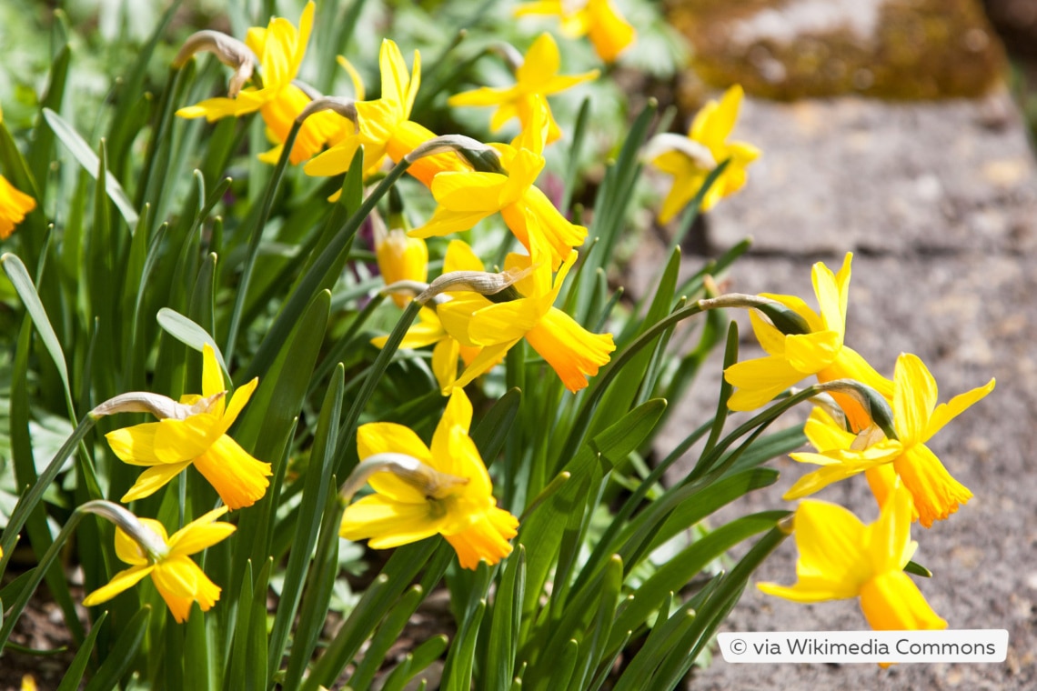 Alpenveilchen-Narzisse (Narcissus cyclamineus)