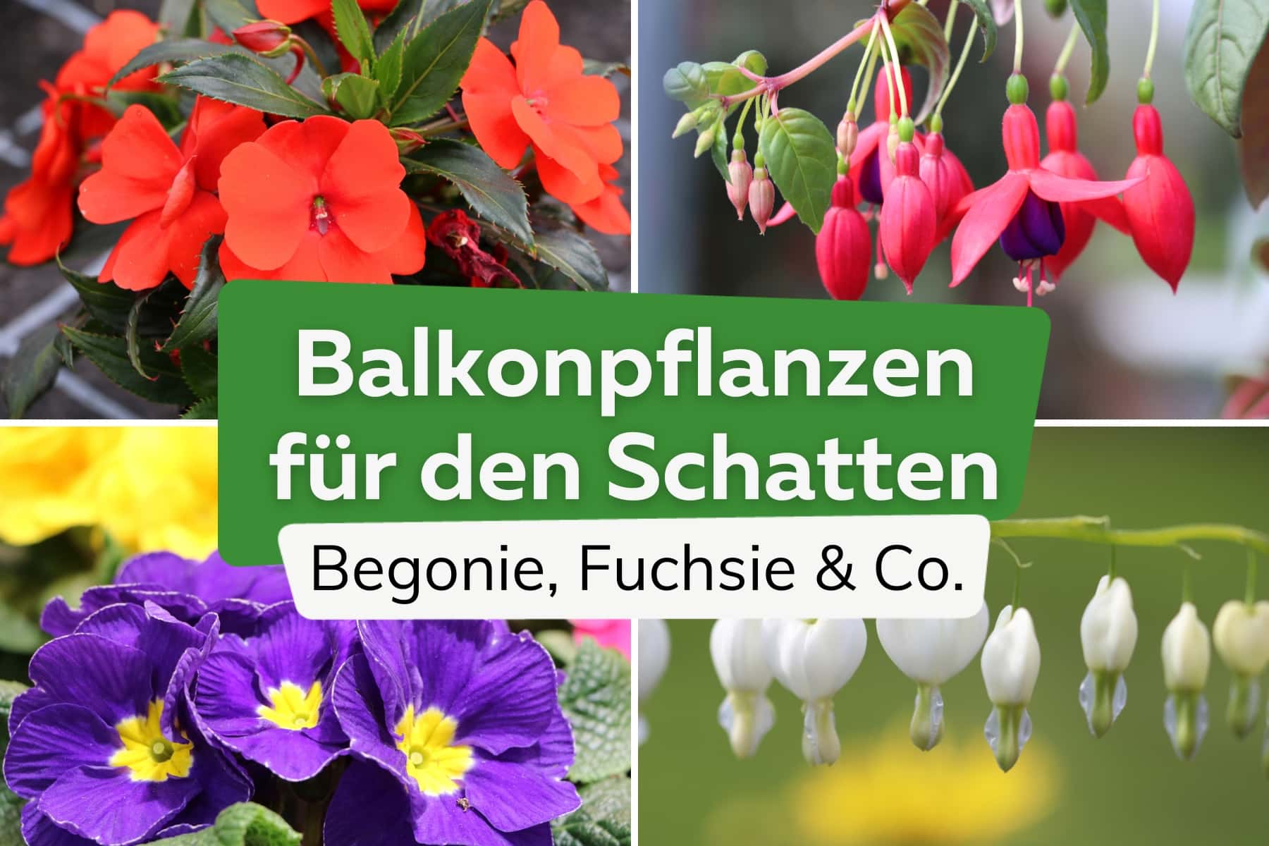 Balkonpflanzen für den Schatten