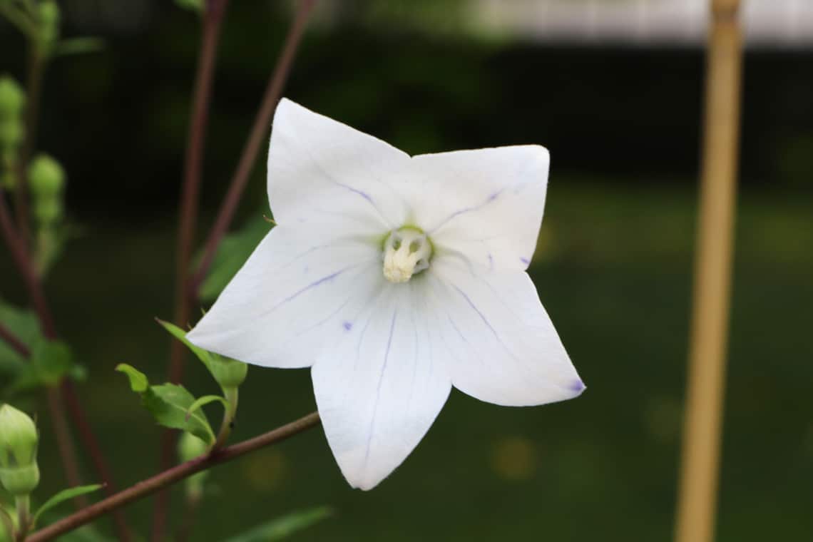 Ballonblume (Platycodon grandiflorus)