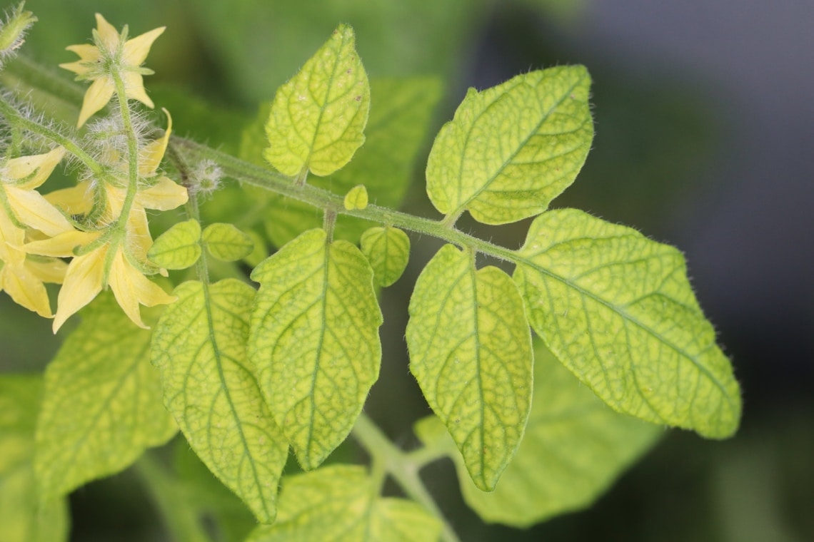 Blattchlorose an Tomatenpflanzen