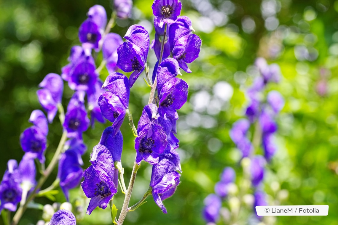 Blauer Eisenhut (Aconitum napellus)