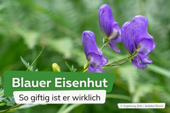 Blauer Eisenhut giftig