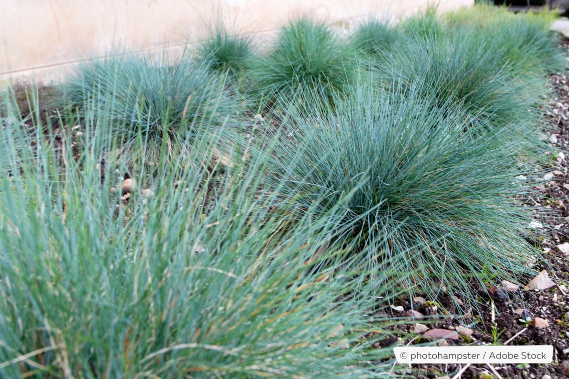 Blauschwingel (Festuca glauca)