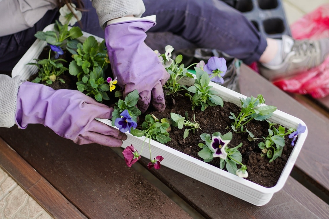 Blumenkasten mit Stiefmütterchen und Hornveilchen bepflanzen