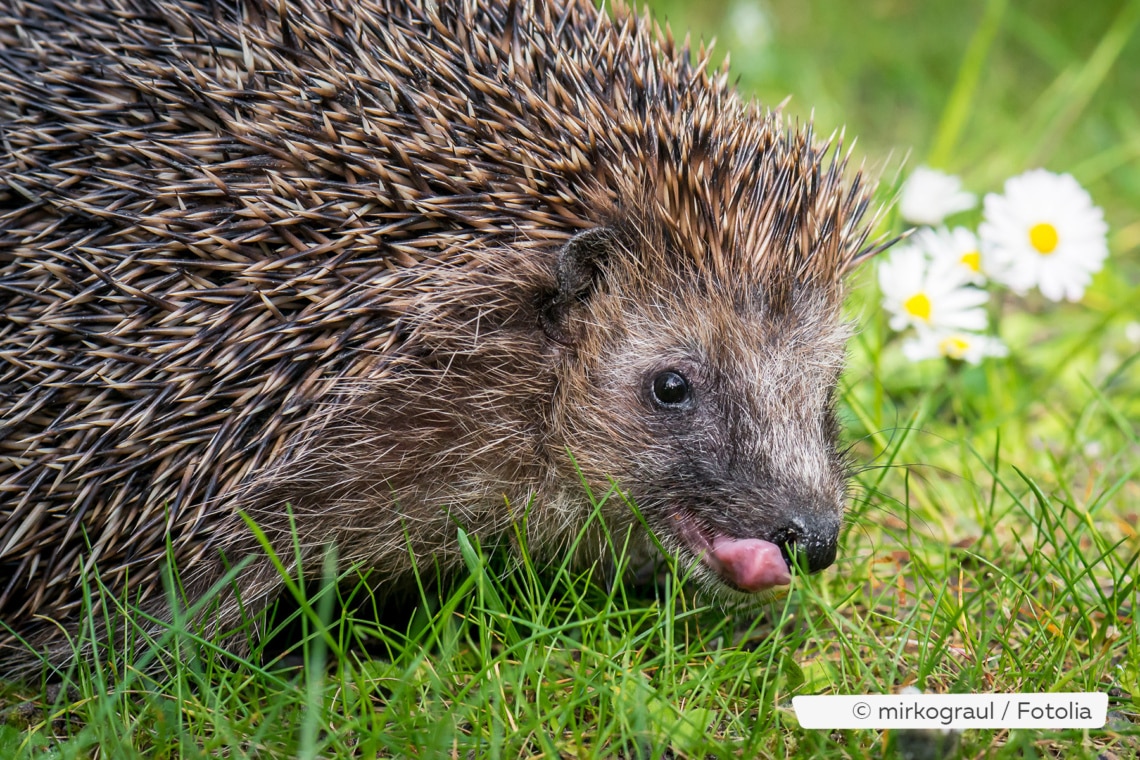 Braunbrustigel (Erinaceus europaeus)