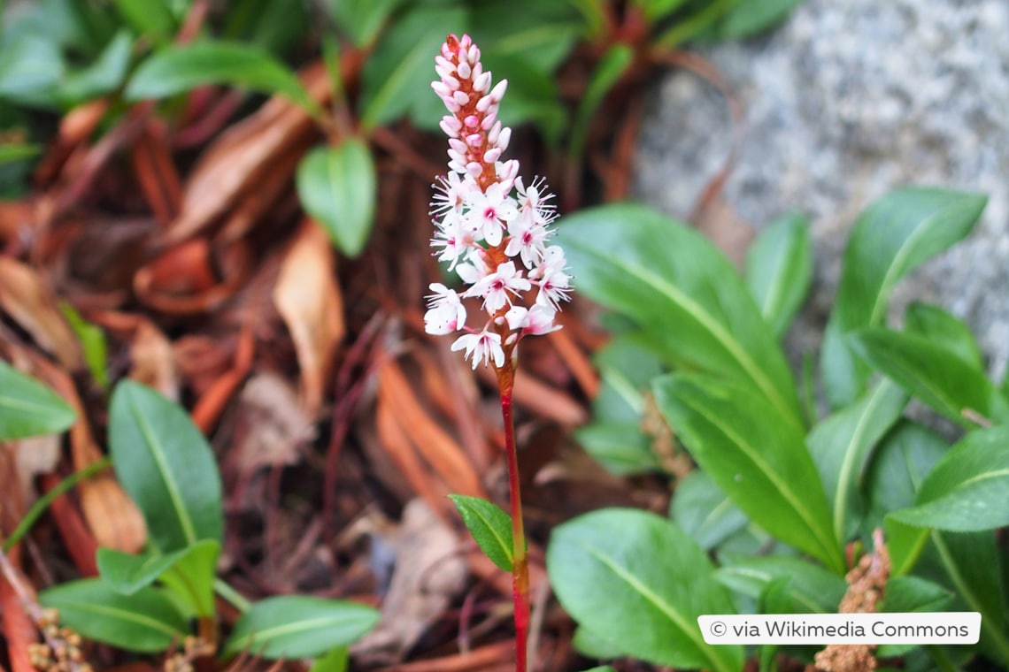 Bronzeknöterich (Polygonum affine)