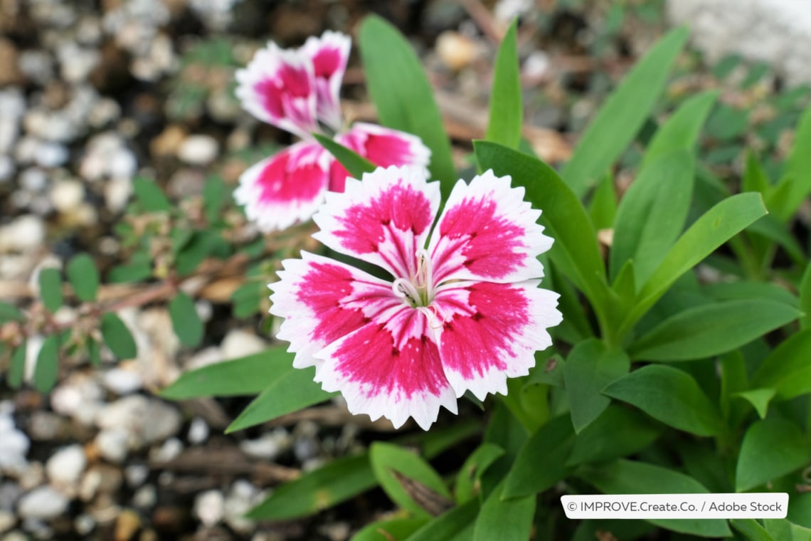 Chinesische Nelke (Dianthus chinensis)