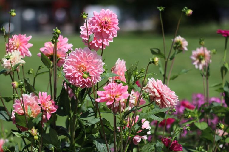 Dahlien im Garten pflanzen