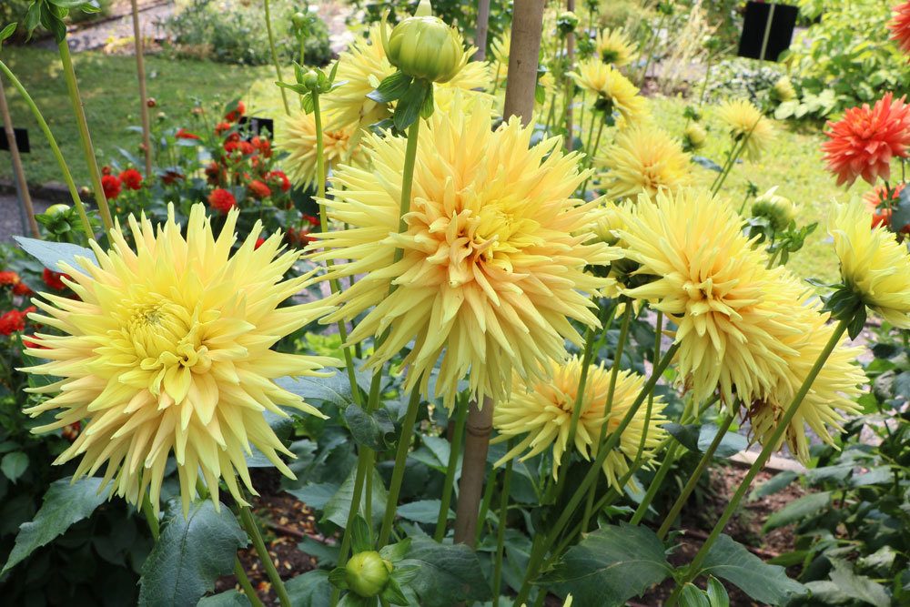 Dahlien mit gelber Blütenfarbe