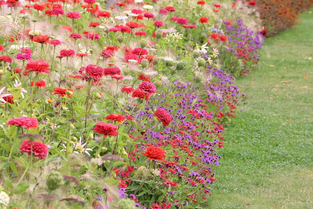 Dahlien im Gartenbeet