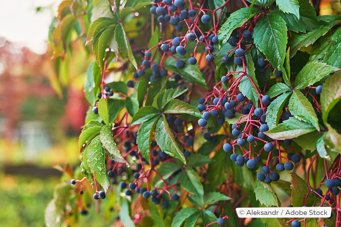 Dreispitzige Jungfernrebe (Parthenocissus tricuspidata)