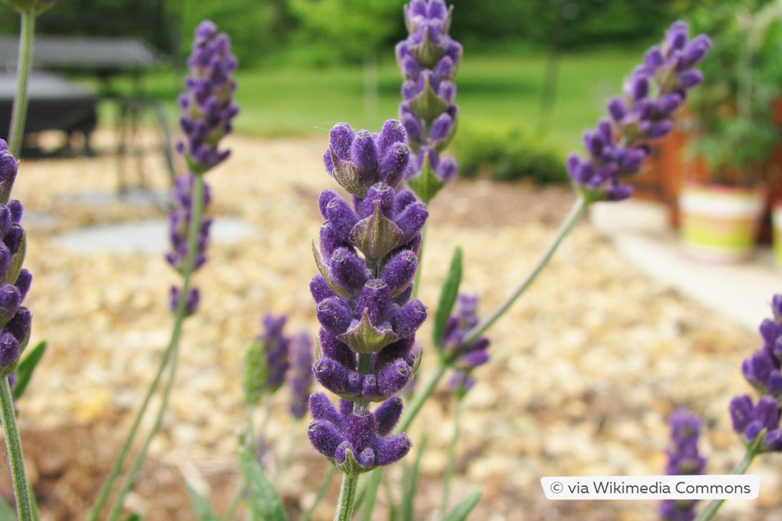 Echter Lavendel 'Hidcote Blue'