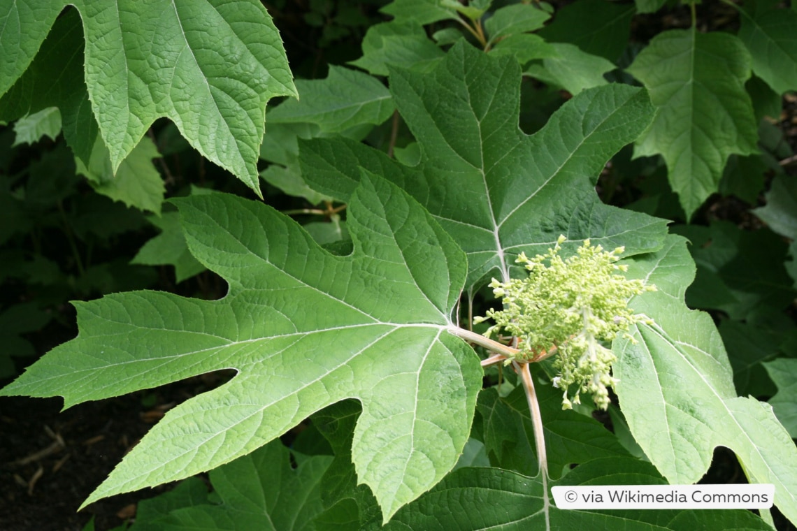 Eichenblättrige Hortensie (Hydrangea quercifolia 'Alice')