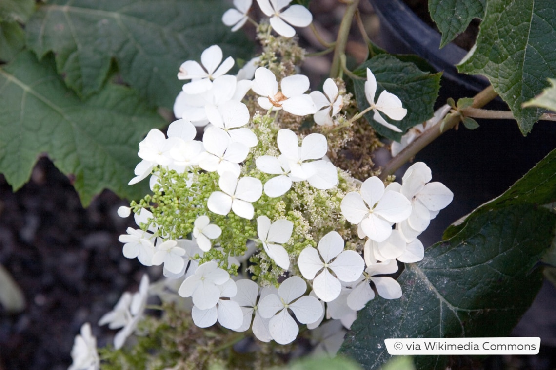 Eichenblättrige Hortensie (Hydrangea quercifolia 'Pee Wee')