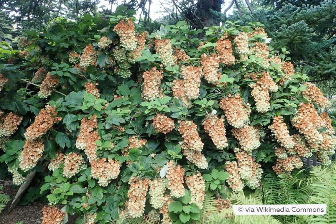 Eichenblättrige Hortensie (Hydrangea quercifolia 'Snowflake')