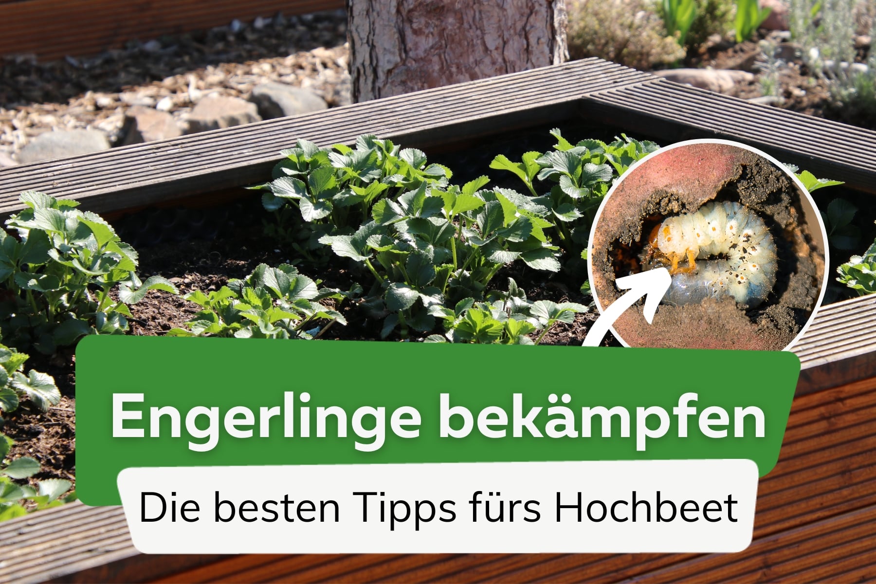 Engerlinge im Hochbeet bekämpfen