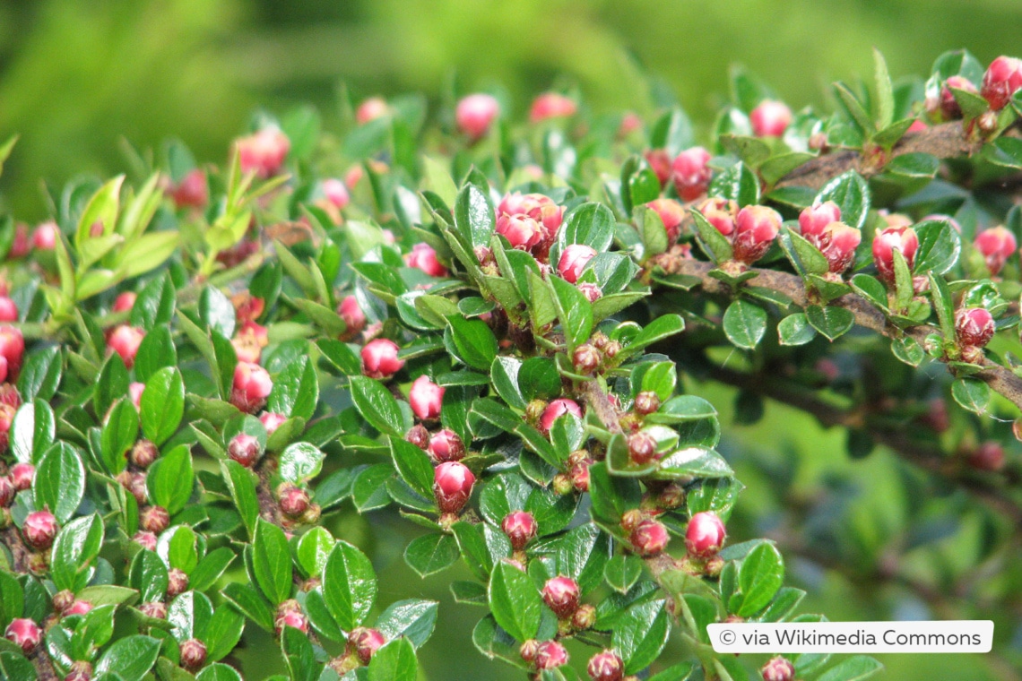 Fächer-Zwergmispel (Cotoneaster horizontalis)