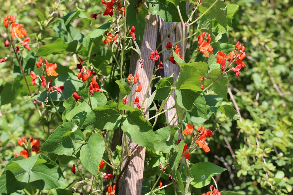 Feuerbohnen, Phaseolus coccineus