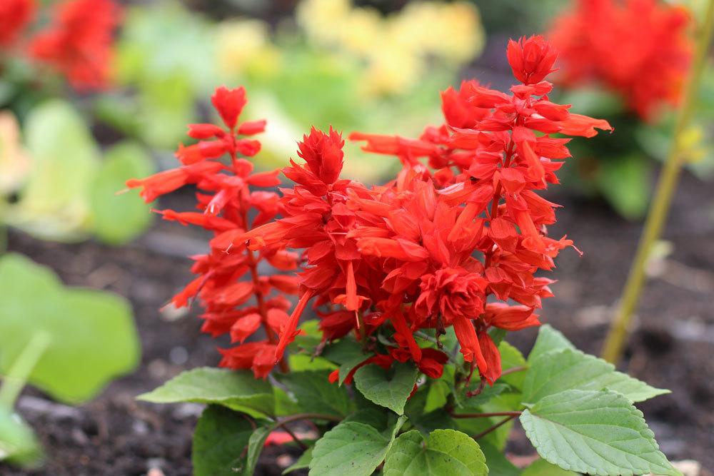 Feuersalbei, Salvia Splendens