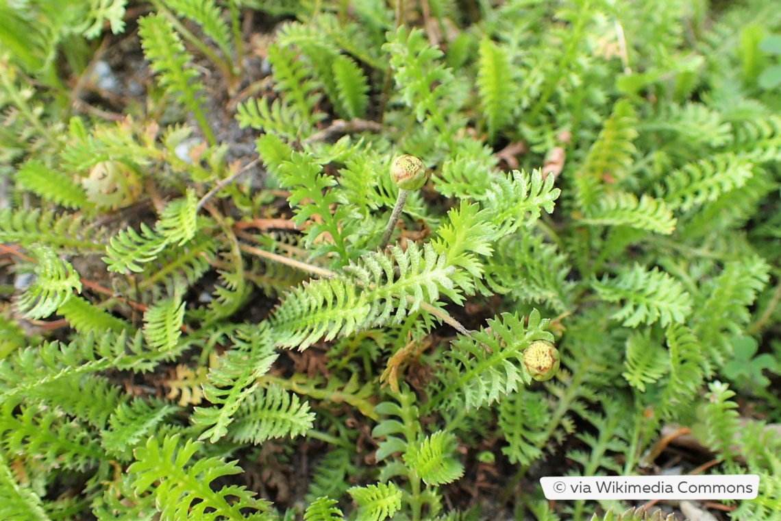 Fiederpolster (Leptinella squalida)