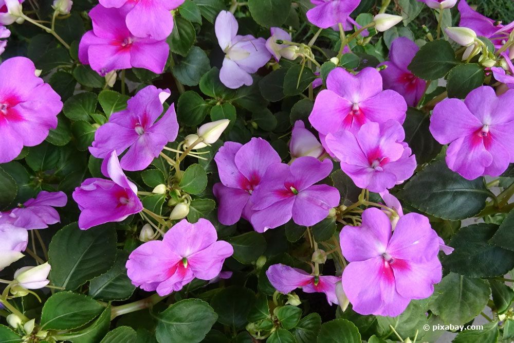 Edellieschen, Impatiens 'Neuguinea'