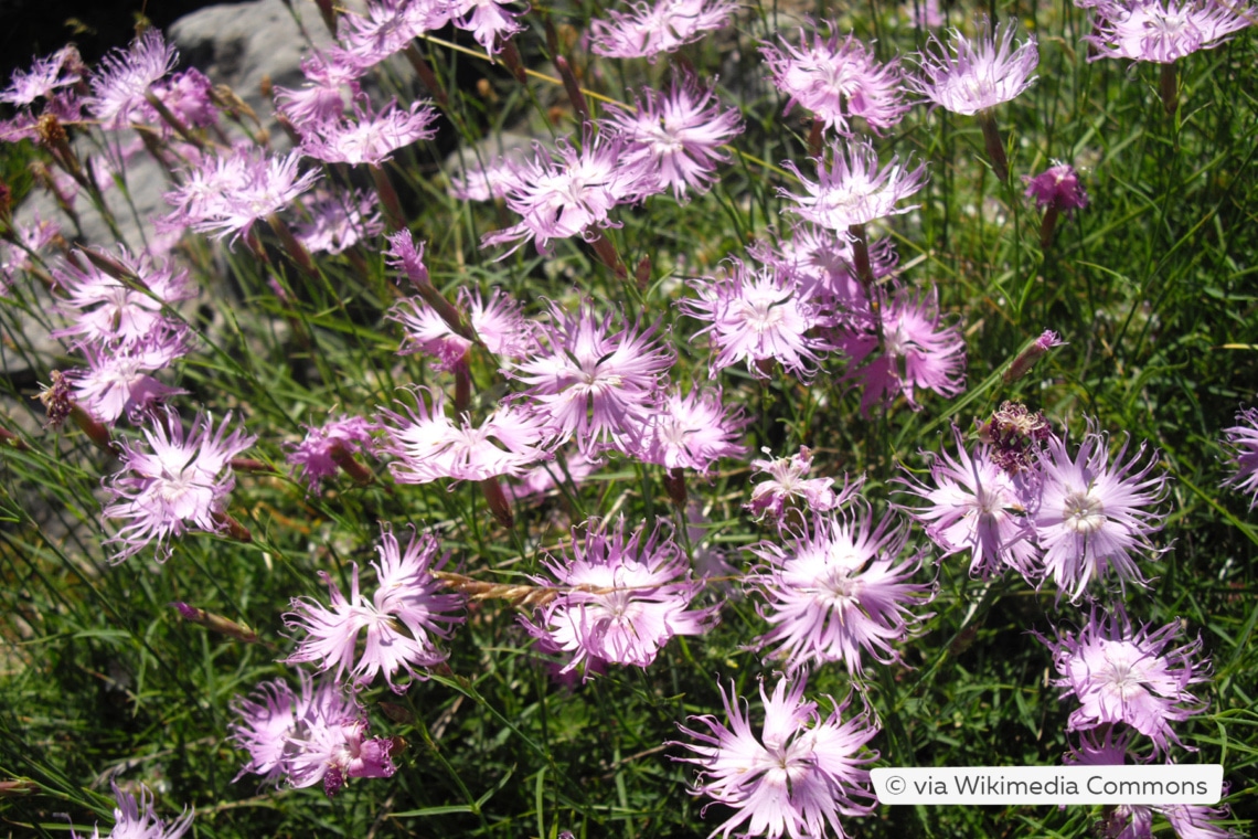 Fransennelke (Dianthus monspessulanus)