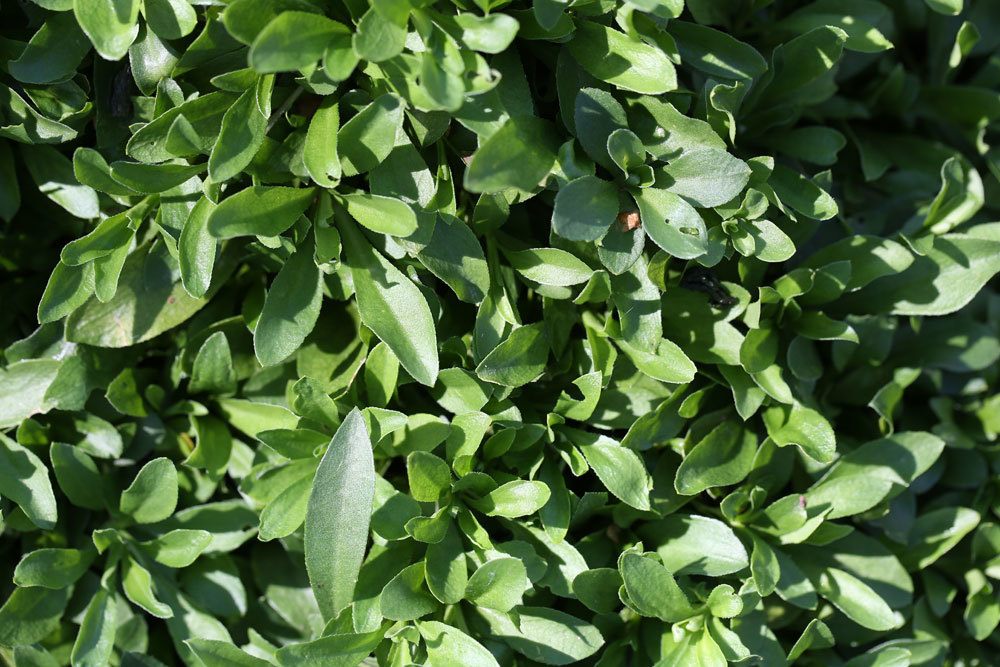 Gänsekresse, Arabis procurens