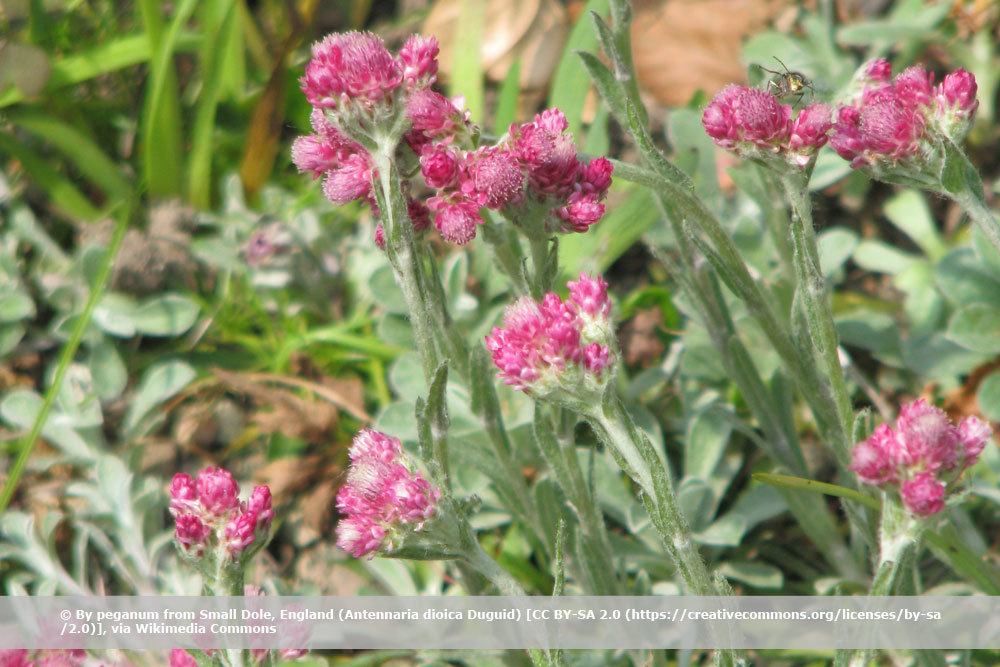 Gewöhnliches Katzenpfötchen, Antennaria dioica