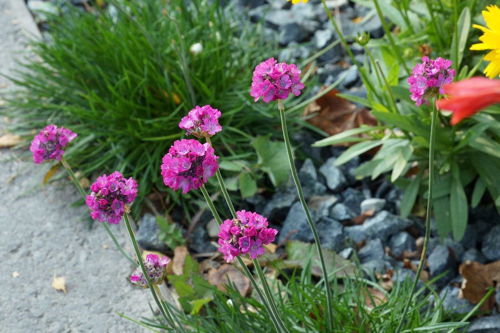 Grasnelke, Armeria