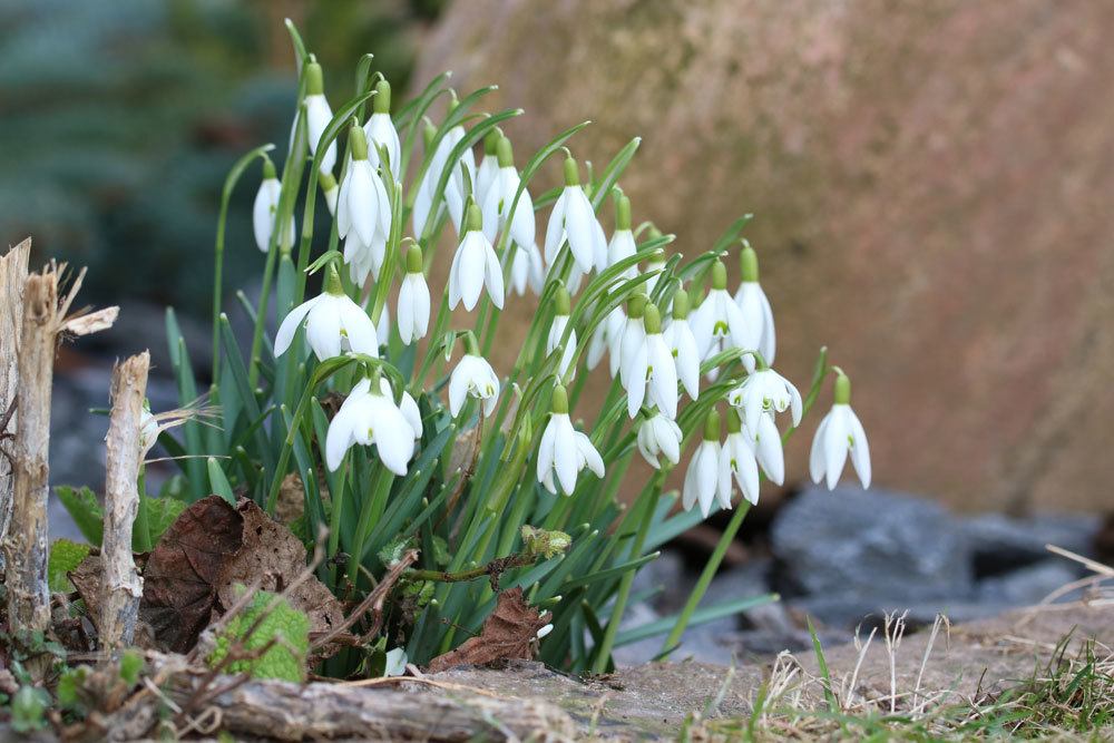 Kleine Schneeglöckchen, Gewöhnliches Schneeglöckchen, Galanthus nivalis