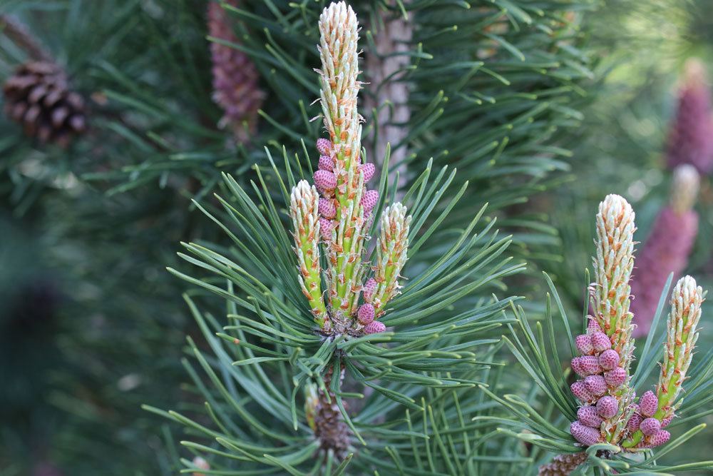 Zwergkiefer, Bergkiefer, Pinus mugo