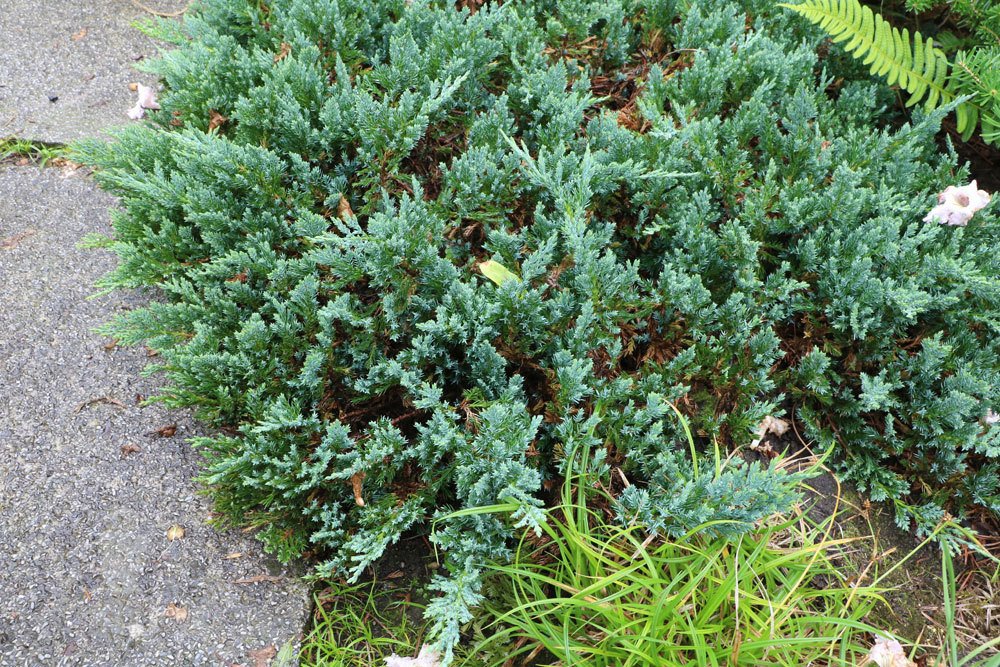 Kriech-Wacholder, Juniperus horizontalis