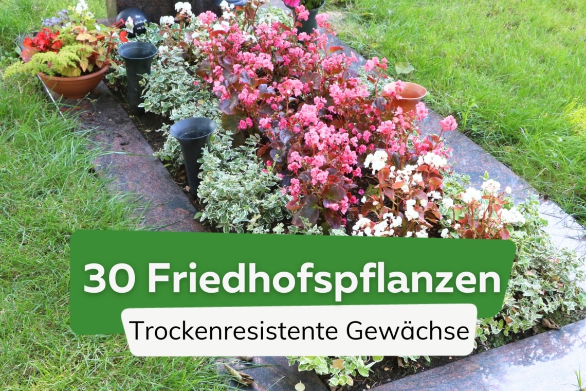 Friedhofspflanzen, die wenig Wasser brauchen