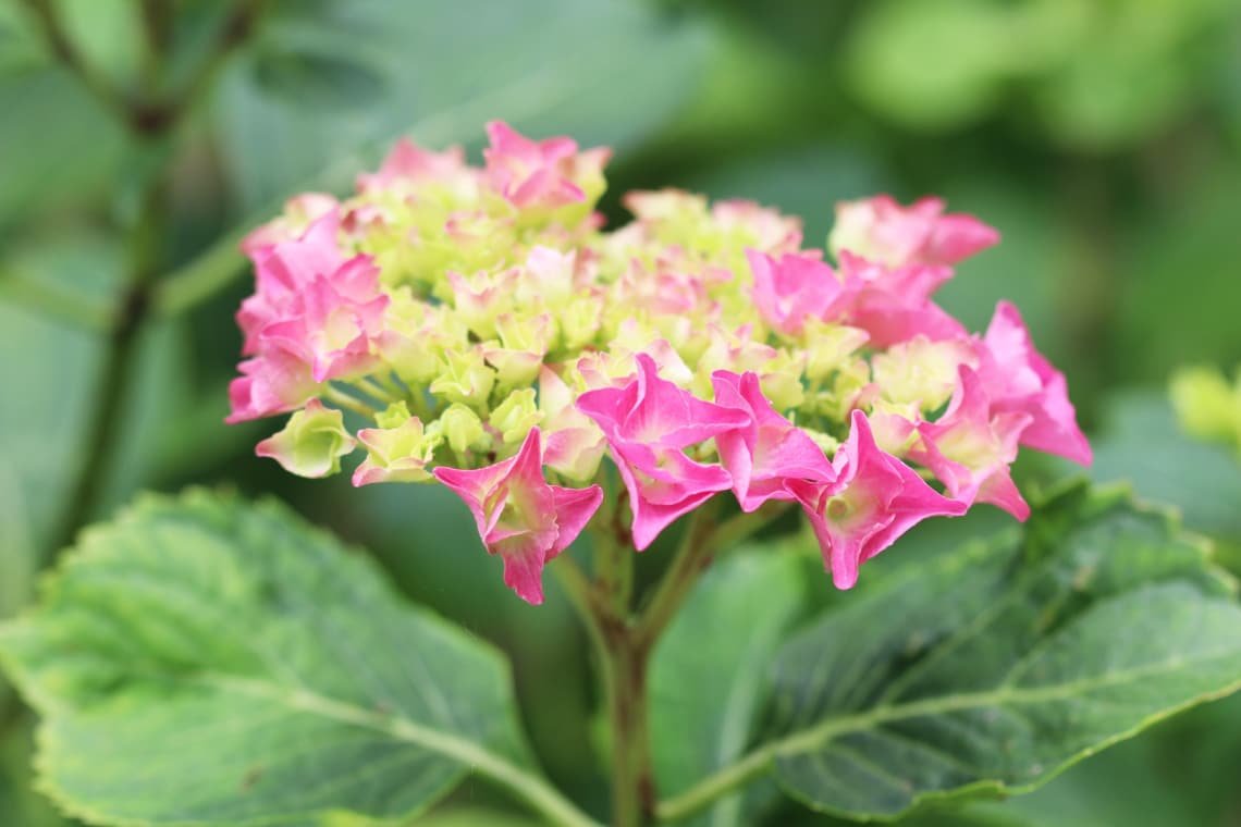 Gartenhortensie (Hydrangea macrophylla 'Renate')