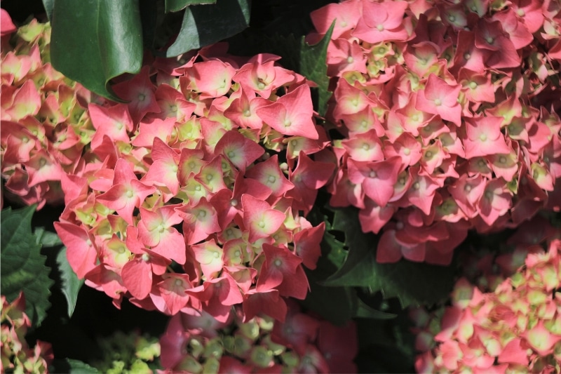 Gartenhortensie (Hydrangea macrophylla 'Adria')