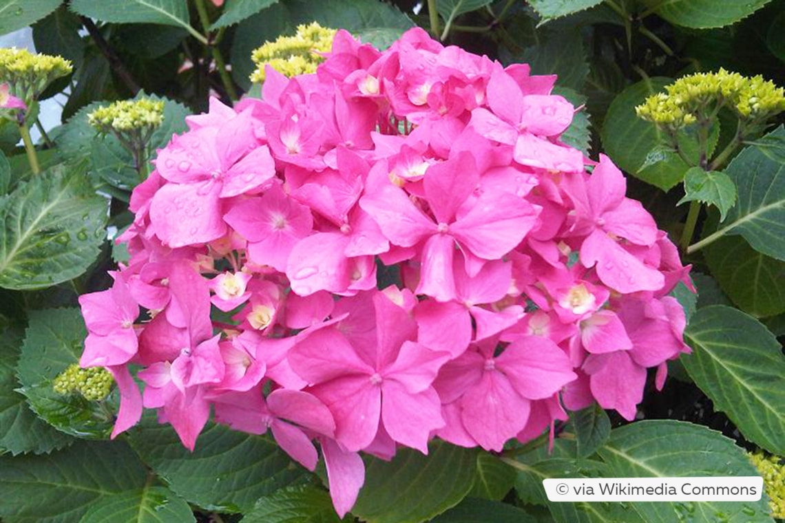 Gartenhortensie (Hydrangea macrophylla 'Bouquet Rose')