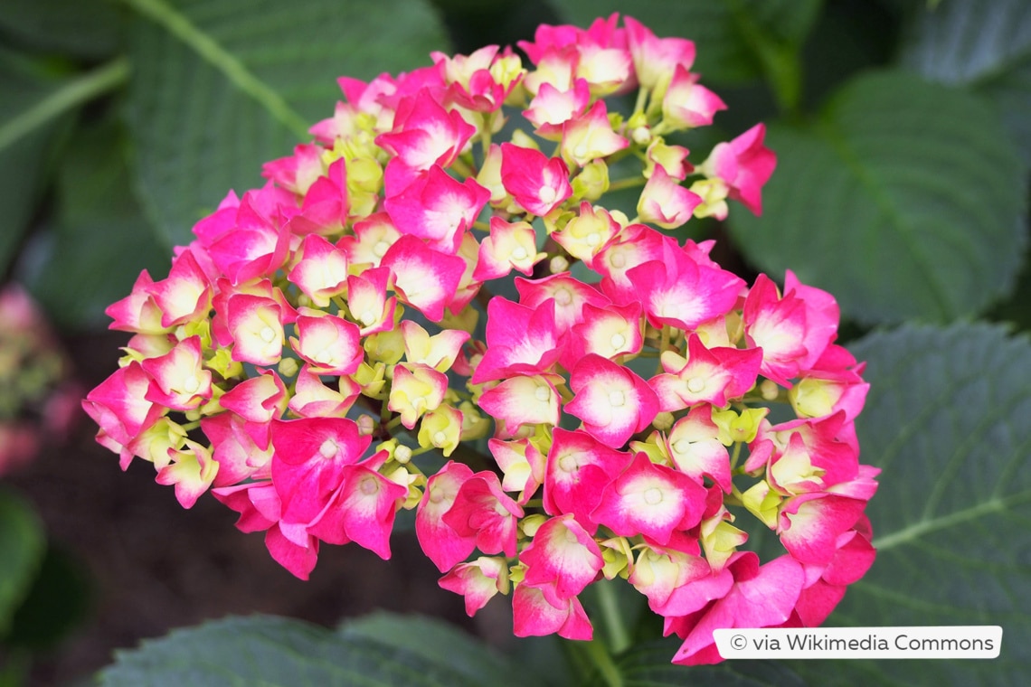 Gartenhortensie (Hydrangea macrophylla 'Leuchtfeuer')