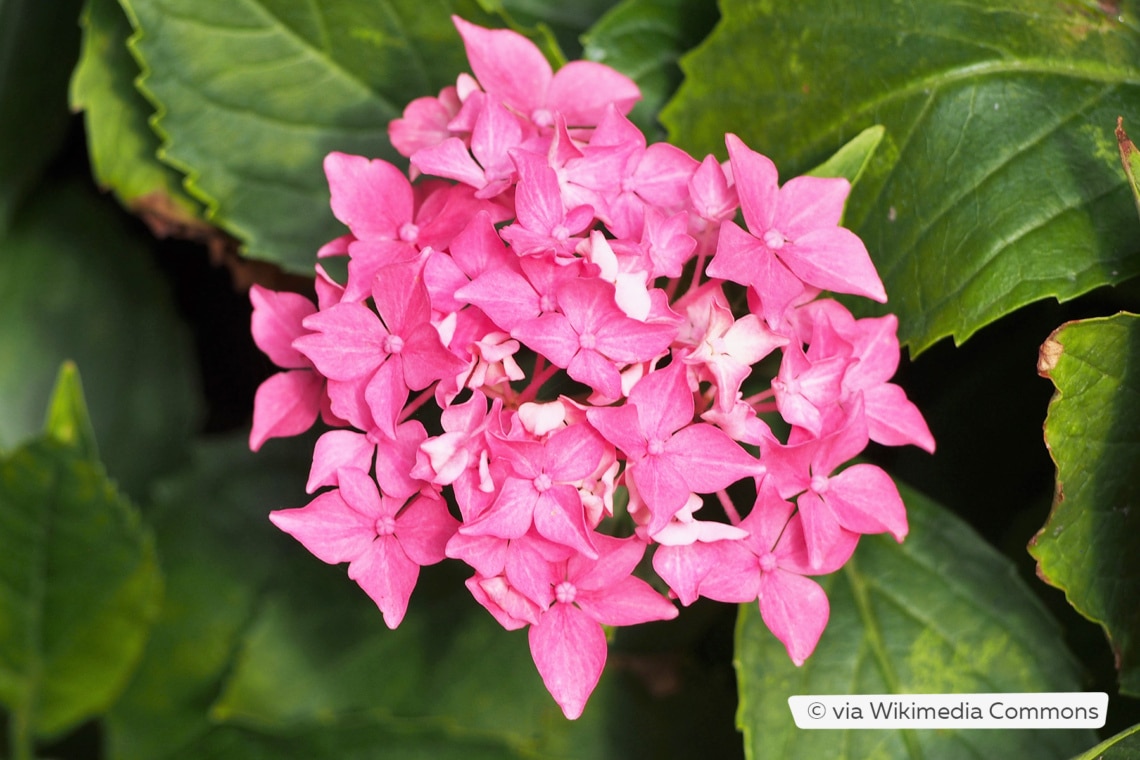 Gartenhortensie (Hydrangea macrophylla 'Tovelit')