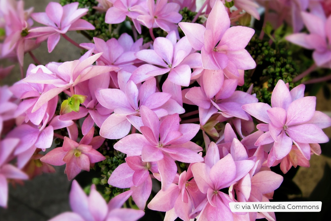 Gartenhortensie (Hydrangea macrophylla 'You & Me® Romance')