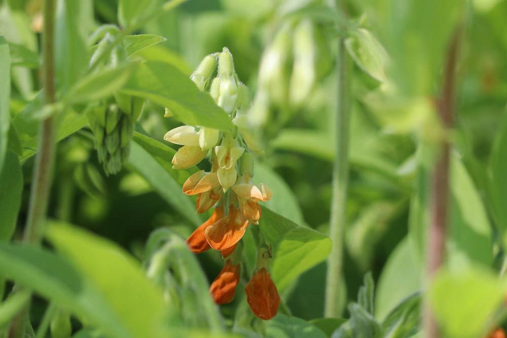 Gelbe Platterbse, Lathyrus laevigatus