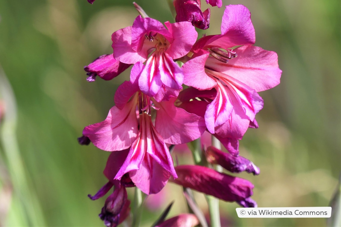 Gewöhnliche Siegwurz (Gladiolus communis)