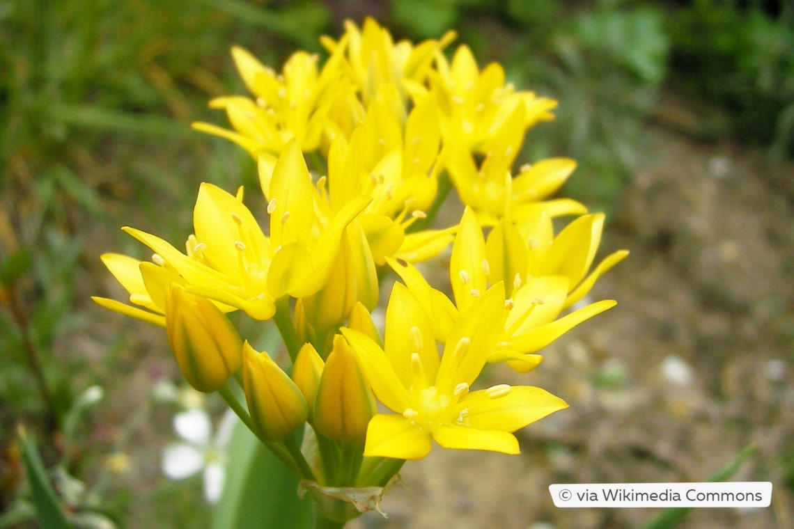 Gold-Lauch (Allium moly)