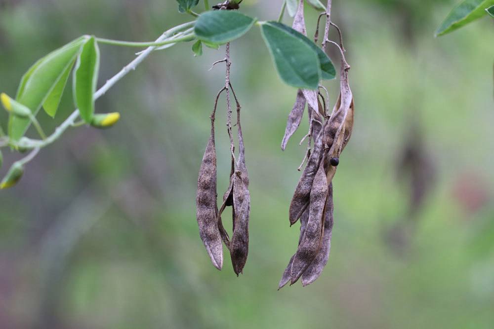 Goldregen, Laburnum anagyroides