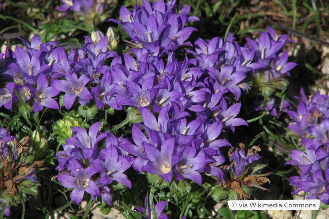 Grasartige Büschelglocke (Edraianthus graminifolius)