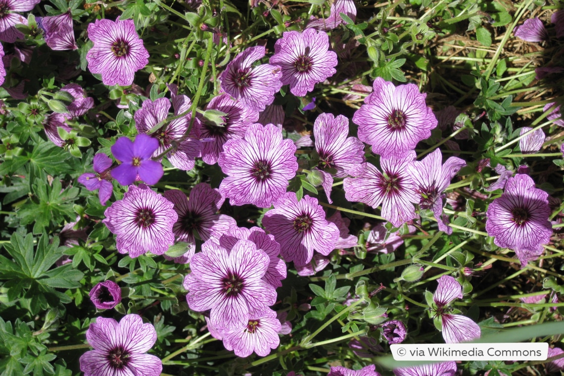 Grauer Storchschnabel (Geranium cinereum)