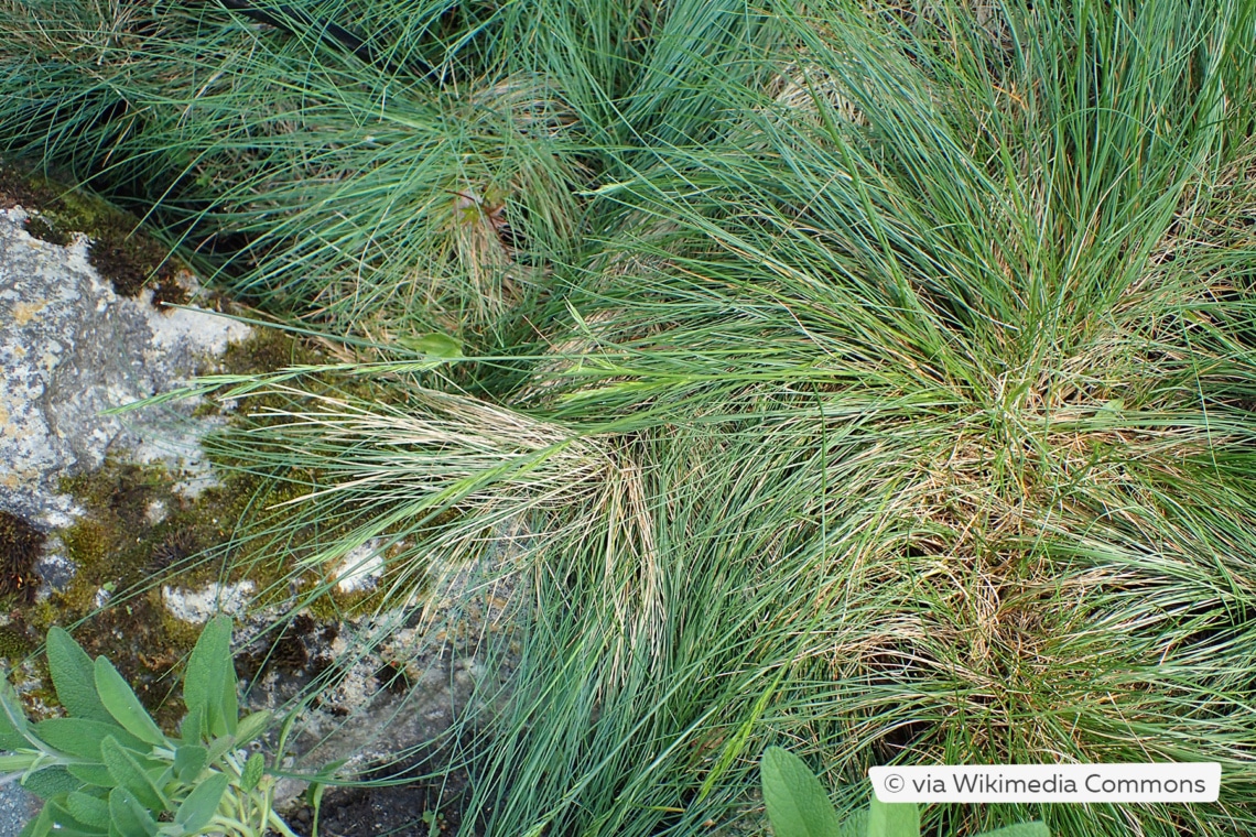 Griechischer Stachelschwingel (Festuca punctoria)