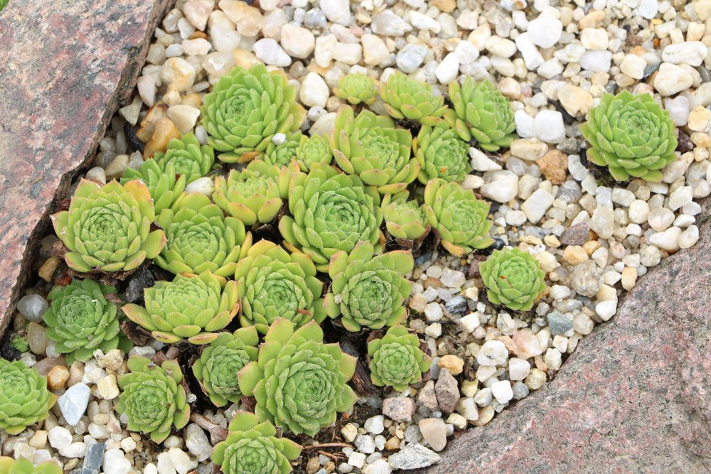 Großblütige Hauswurz, Sempervivum grandiflorum