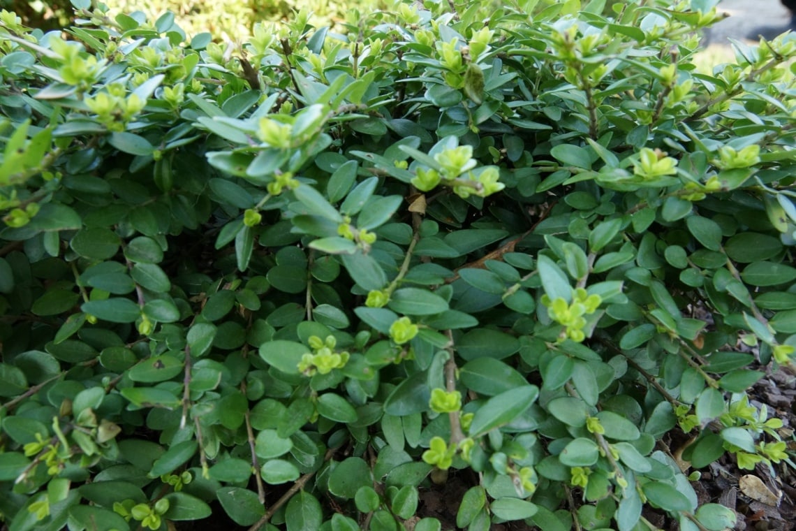 Immergrüne Heckenkirsche (Lonicera nitida)